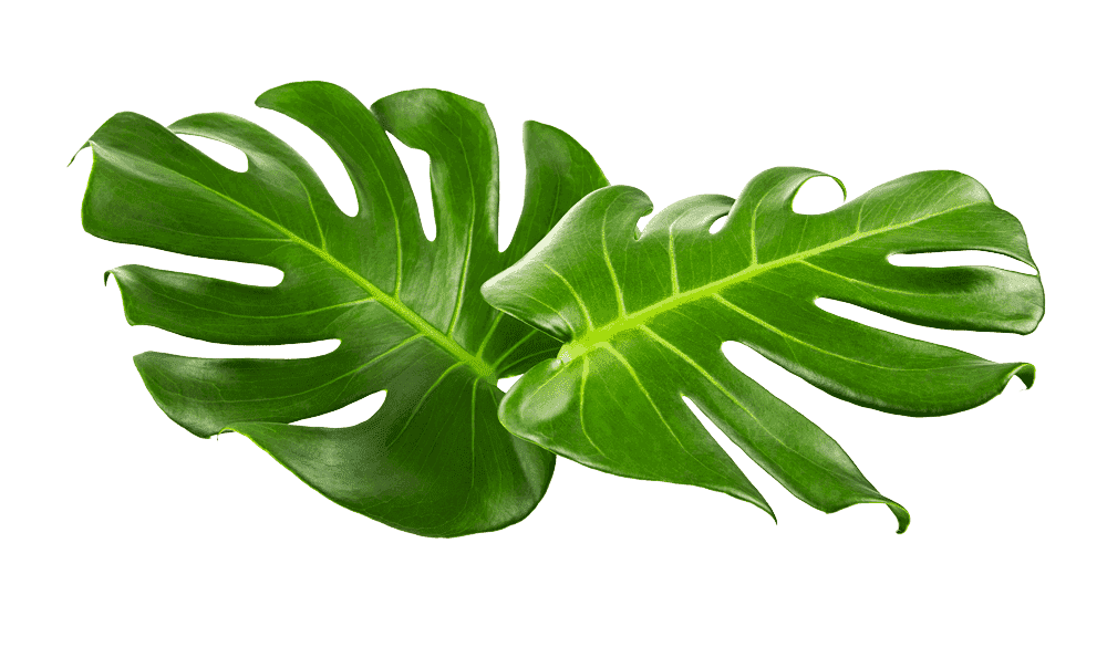 Two cut out cheese plant leaves