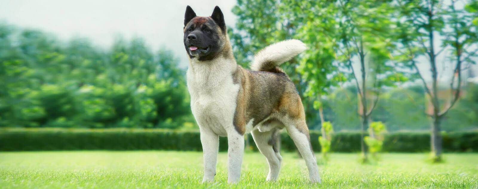 Dog on mown grass with trees in background