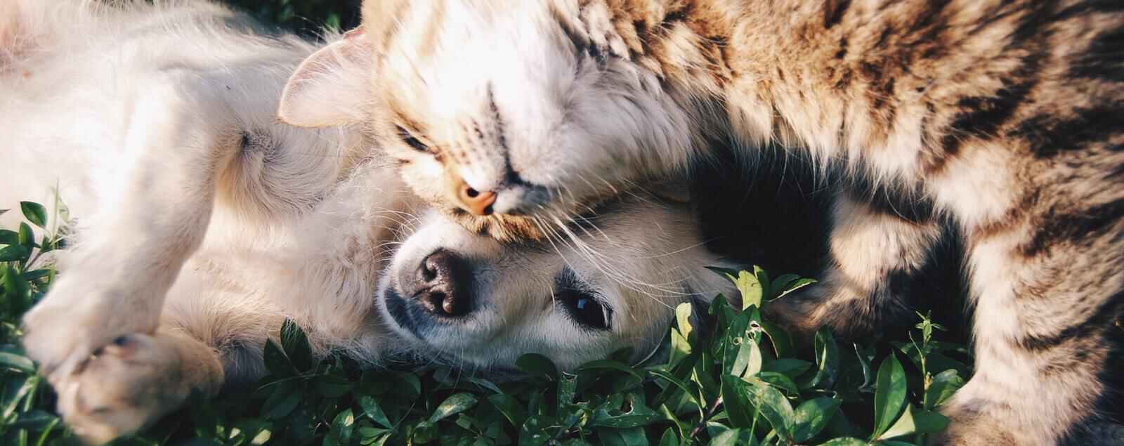 Dog and cat laying together