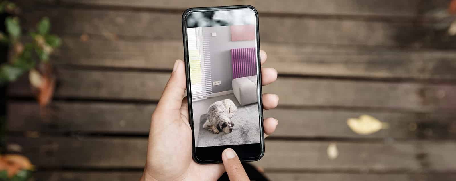 Smartphone in hands showing image of dog sleeping on rug