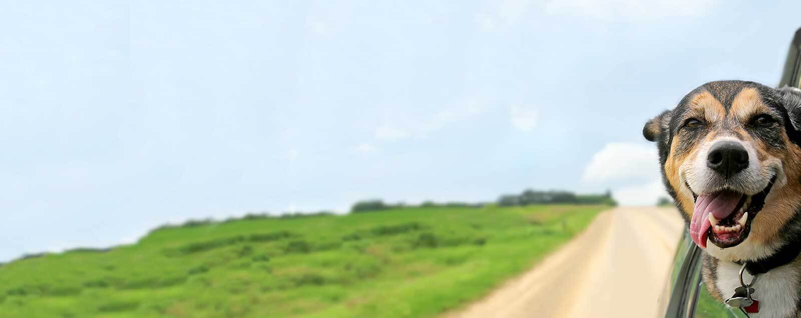 Dog with head out of car window on country road