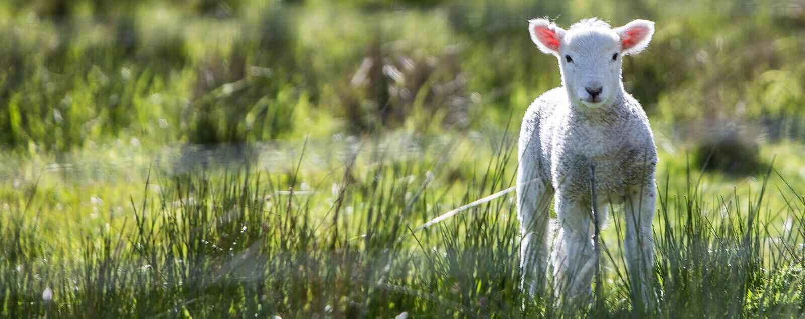 Lamb in field