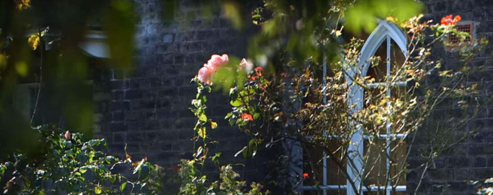 Tracery windows behind shrub