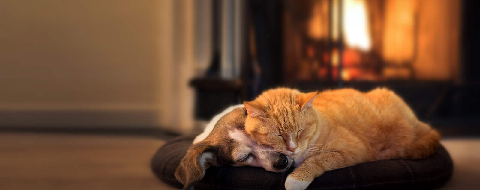Dog and cat sleeping together next to fire