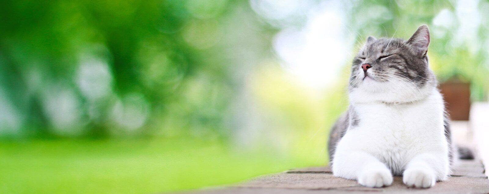 Cat laying down on table with eyes closed