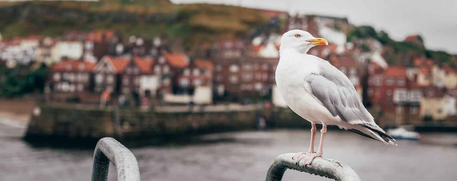 Seagull with background of seaside town