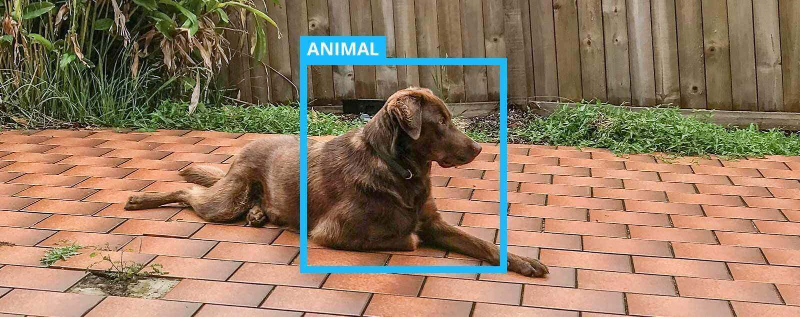 Labrador dog laid in garden with box surrounding it saying animal