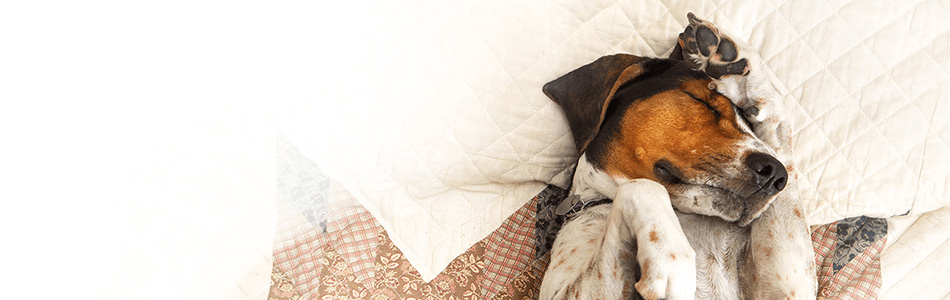 Dog sleeping on back in bed