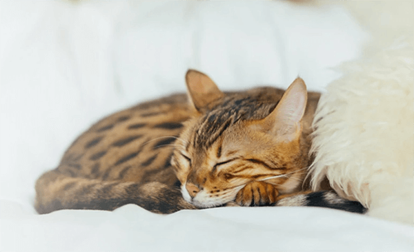 Cat sleeping on white sheets